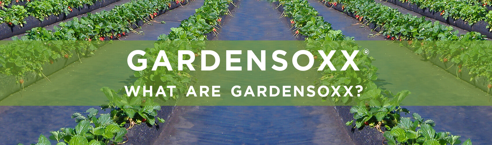 Filtrexx GardenSoxx, Versatile Container Gardening with GardenSoxx