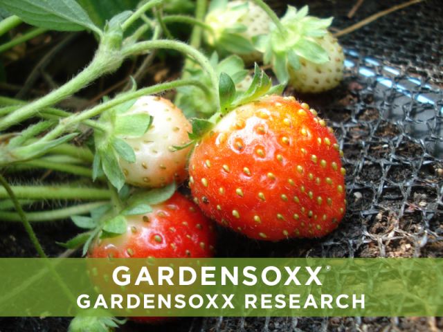 GardenSoxx Research