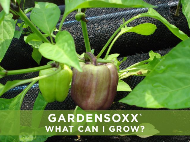What can I grow?