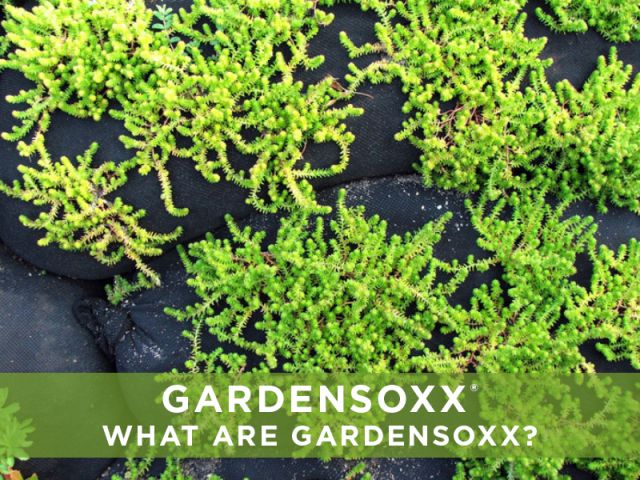 What are GardenSoxx?
